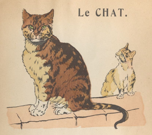 nemfrog:Le chat.  Alphabet illustré des animaux et oiseaux domestiques. 1re série. 1932.