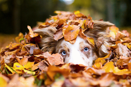fyeahcanines:  (by jollyvicky) 
