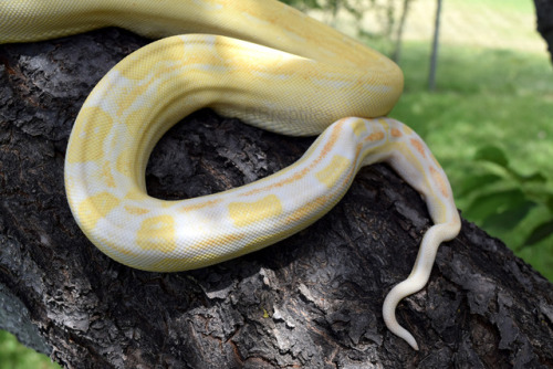 Weir is a beautiful lady, even without any eyes~(Female Boa imperator - Sharp Albino Motley)