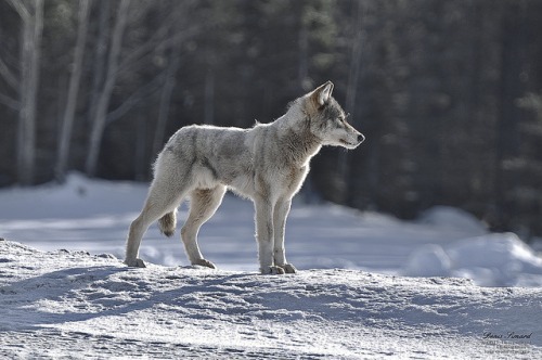 Sex wolveswolves:  By Denis Simard   pictures