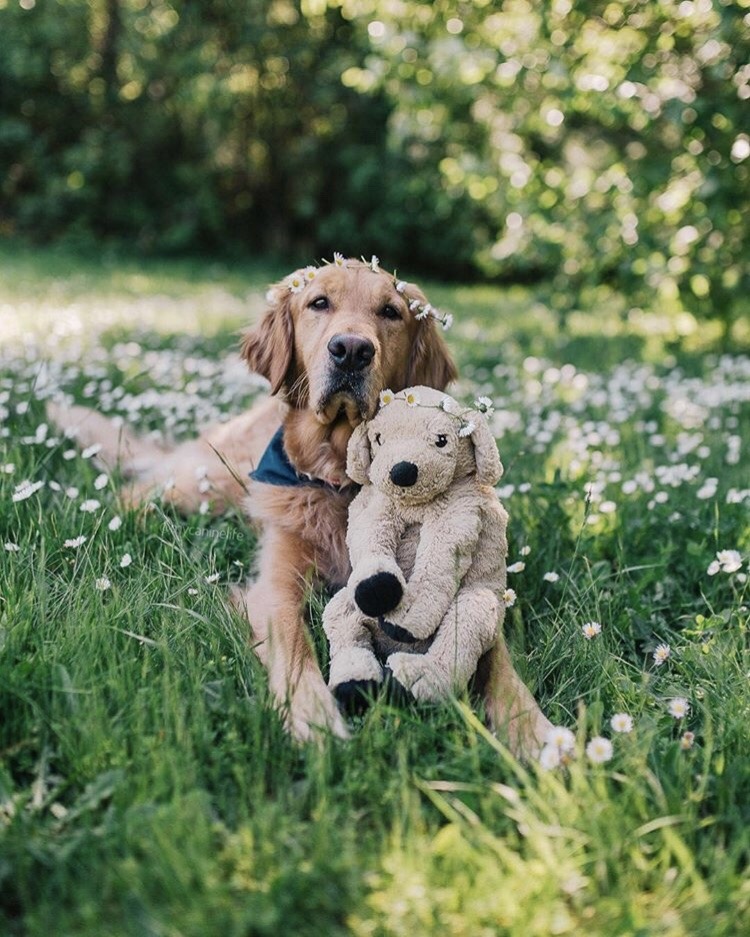 animals-lovers:(Source)