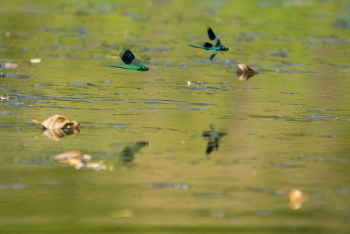 Gebänderte Prachtlibelle / Banded Demoiselle(Calopteryx splendens)Only male animals. The females are