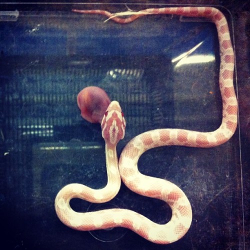 makesyourskincrawl:  Dinner time for corn snake 