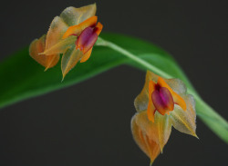 libutron:  Miniature orchid - Lepanthes escifera 
