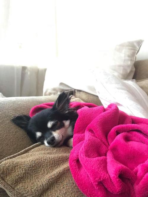 awwww-cute:  Asked my sister how coco was doing, she sent me this (Source: https://ift.tt/2NxD1cN)
