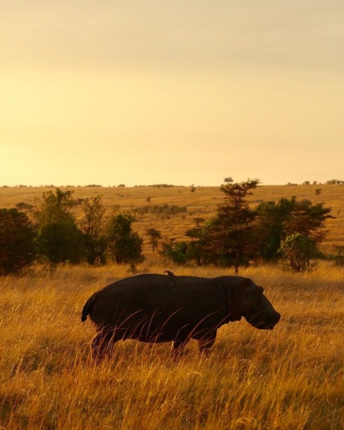 Hippo silhouette at sunrise. Birds along for the ride. . . . #silhouettes #hippo #africa #kenya #saf