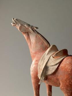 museum-of-artifacts:  Whinnying Horse. Tang