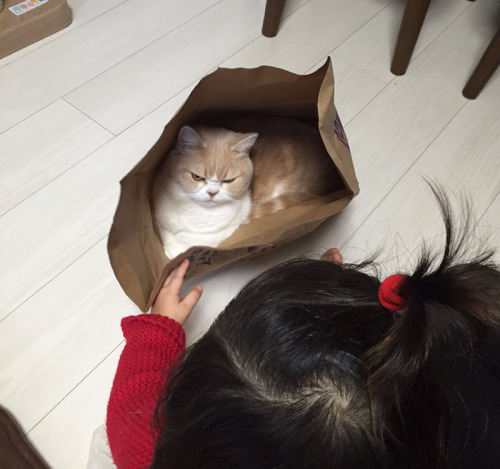 pensees-ecrites:catsbeaversandducks:Meet Japanese Grumpy Cat, Who Is Even Grumpier Than The Original