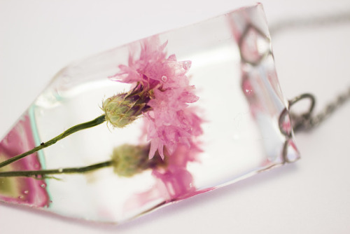 mossofthewoodsjewelry: Pink Cornflower (Centaurea cyanus) Instagram|Newsletter