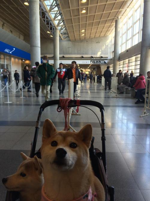 420bongkesha:sasaq:Twitter / 赤柴 豆助 ‏@peace1nutsswogedoge