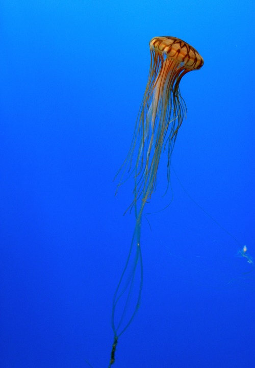 Northern Sea Nettle