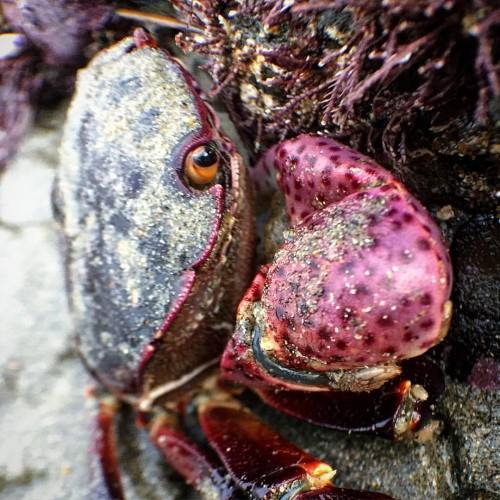 #Crab #crustacean #crabby #tidepooling #macrocreaturefeature (at Capitola, California)