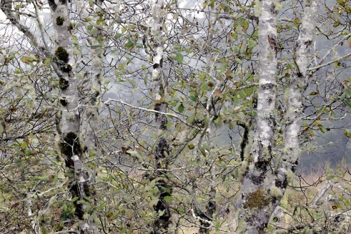 russell-tomlin:Autumn Alders by an Oregon Coastal Wetland