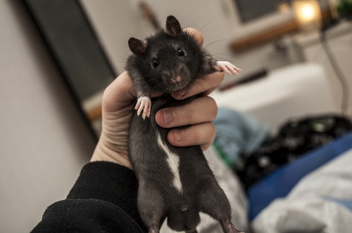 Lil ratties from E-litter.