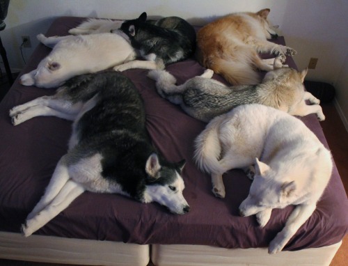 6woofs:
“ Well, I was GOING to go to bed…
”