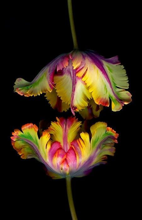 flowersgardenlove:  Parrot Tulips Beautiful 