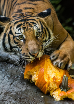 sdzoo: Tigers are carnivores, but they also enjoy seasonal treats. (photo: Craig Chaddock)