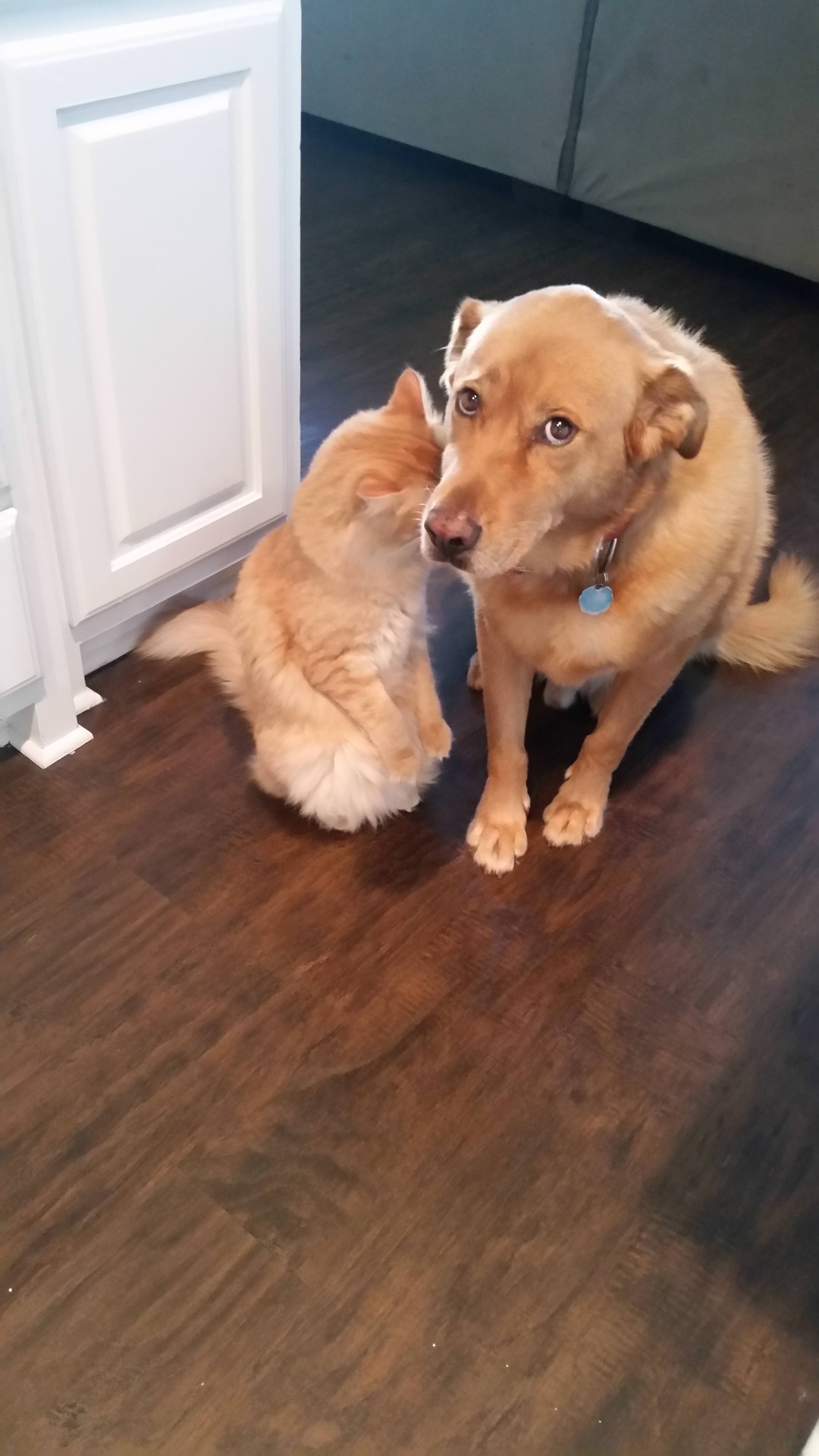 dawwwwfactory:  I haven’t found what they broke yet Click here for more adorable