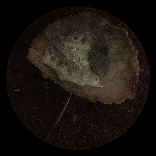 stonelantern:Leaf study (microcosm) by stonelantern