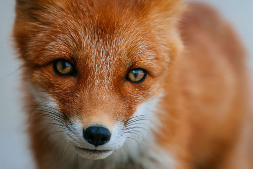 Sex beautiful-wildlife:  Fox by Ivan Kislov pictures