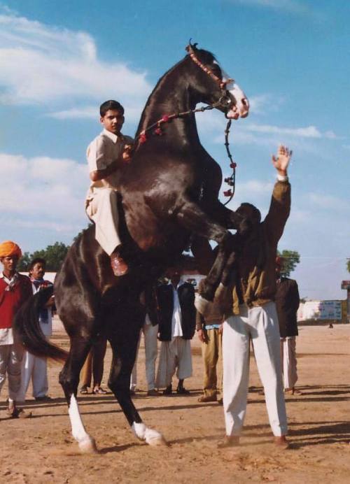 AlibabaMarwari, Stallion