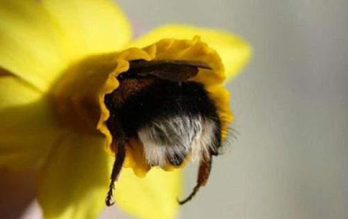 dawwwwfactory:  My new favorite things are bumblebees with their fuzzy butts sticking out of flowers. Click here for more adorable animal pics!
