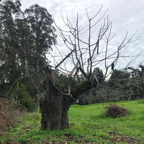 #FoolOnTheHill tree, 4 years after #topwork. #WicksonCrabapple on Gravenstein trunk.⁣ ⁣ #framework #