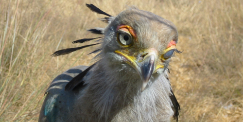 anrisalikespie:  Can we just take a moment to look at the Secretary Bird? Okay, first
