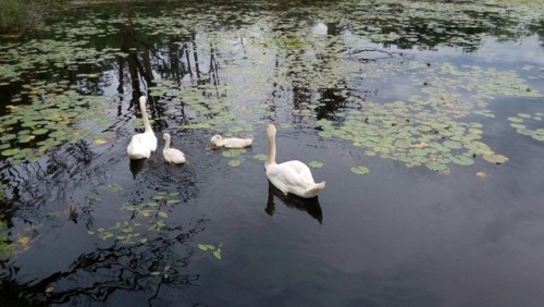 Some Swans and their babies. I took this after I was done at work at some dock near there.