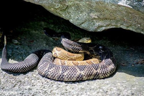 emerald-of-the-eight:Various natural phases of timber rattlesnake [Crotalus horridus] showing both l