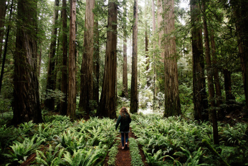 jonahreenders:following a friend through the forest & feeling free like a kid again. Jonah Reend