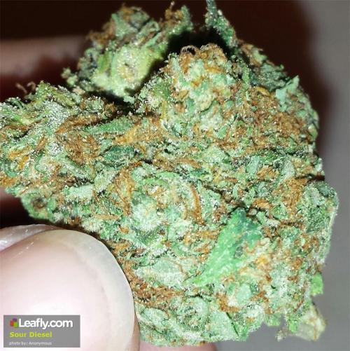 theheroicchemist:  Sour Diesel is a sativa plant named after its heavy diesel aroma. The strain is a cross between Mexican sativa and Chemo. Flavors and smells include: diesel, pungency, and skunk. Effects include: creativity, energy, euphoria, happiness,