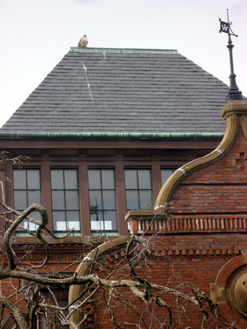 widenerlibrary:View from Widener: A hawk has been perching on the roof of Weld Hall this week. This 