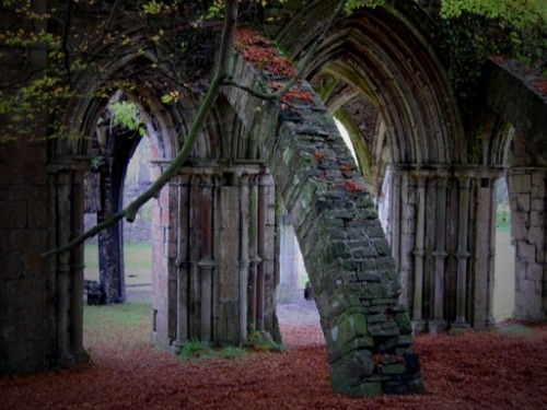 meinnim:Autumn Arch by David Nicholas on flickr