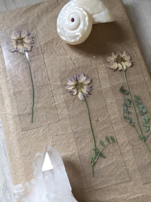 floralsgifts: Pressed flower bookmarks ~ floralsgifts.com ✨