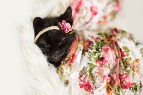 archiemcphee:  Today we learned what happens when a professional photographer, who often works on newborn baby photoshoots, gets a brand new kitten. That’s right, Newborn Kitten Photoshoot! Michigan-based photographer Kitty Lee, of Kitty Lee Photography,