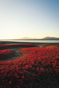 rjkoehler: Seepweed on the mud flats of Unyeomdo