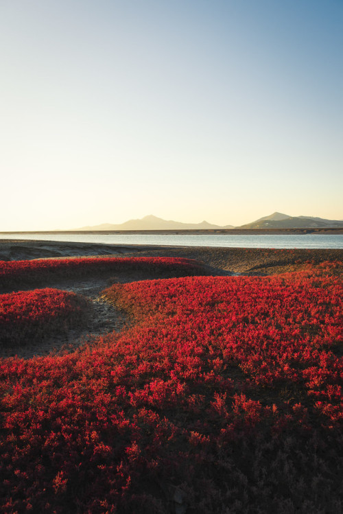 Seepweed on the mud flats of Unyeomdo Island, Incheon.