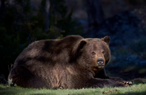 Yellowstone’s grizzlies are off the endangered species list. They’re not safe from mankind.The grizz