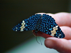 enchantedtigress:  Blue Butterfly by Creativity+