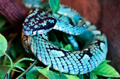 exotic-venom: (Trimeresurus trigonocephalus) Sri Lankan green pit viper Mainly hemotoxic. Reported 