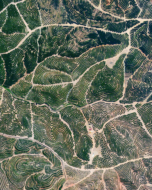 dailyoverview:Citrus trees create fingerprint-like patterns on the landscape near Isla Cristina, Spa