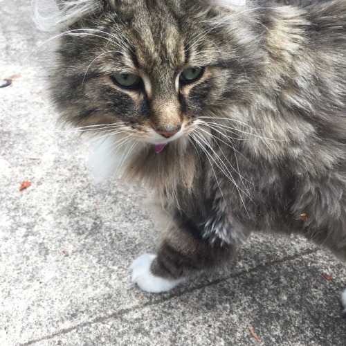 baearth:  made a new friend💛🐱