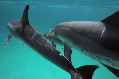 Atlantic Spotted Dolphin (Stenella frontalis) trio swimming, Bahamas by Flip Nicklin