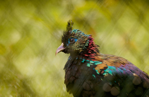 Plumage of colour by Coisroux The plumage on this beautiful bird was absolutely mesmerising. I&rsquo