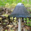 inky-capped