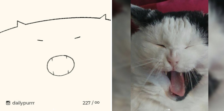 catsbeaversandducks:  By dailypurrr