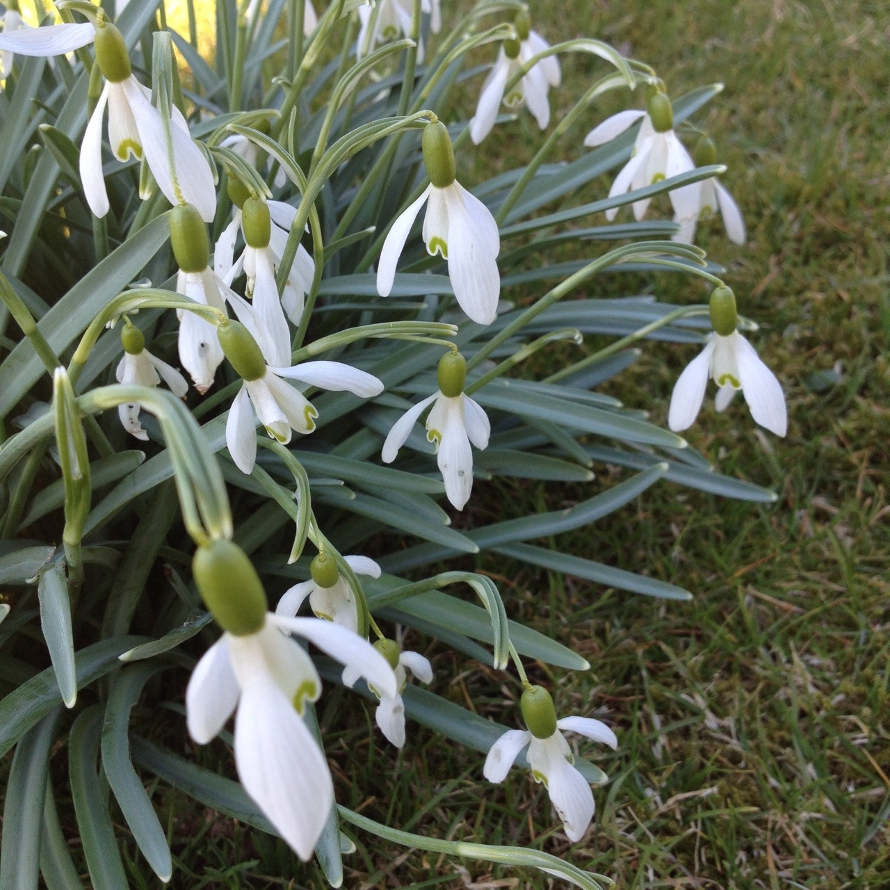 forest-blossom:  throwback to last week when it actually was spring 