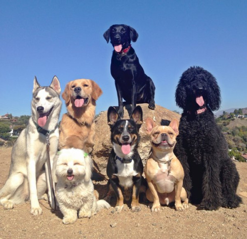 babyanimalgifs:  they’re all good dogs. (via @emgalasso)