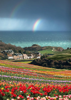 coiour-my-world:Lulworth Cove | Dorset |